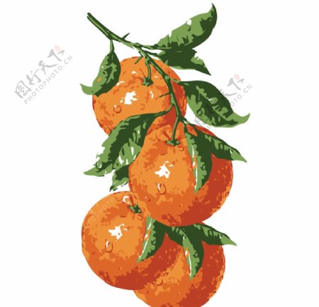 橙子插图图片