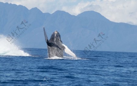 海底世界鲸鱼蓝鲸白鲸图片