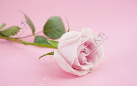 粉色情人节玫瑰花图片