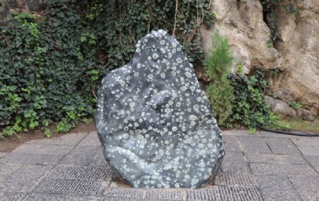 梅花石背景图片