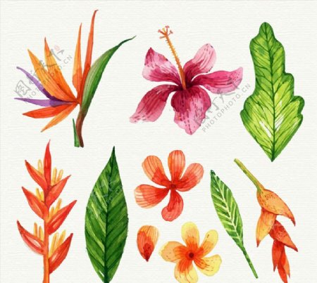 彩绘热带花朵和叶子图片
