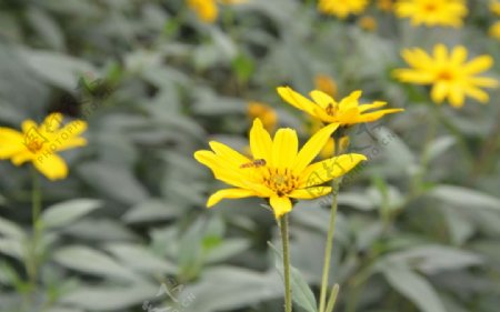 菊芋花蜜蜂采蜜图片