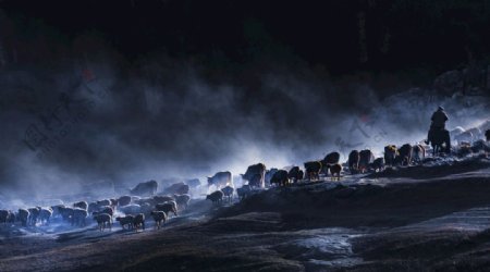 雪山上的牧羊人图片