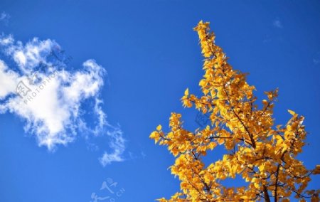 树叶和蓝天图片