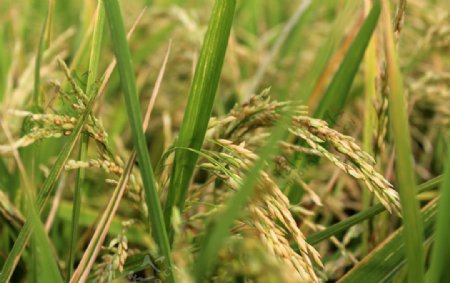 田里的水稻图片