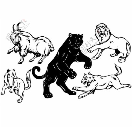 卡通手绘狮子豹子老虎图片