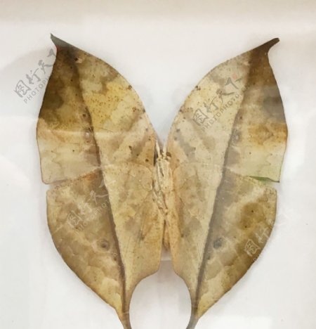 树叶蝶标本图片