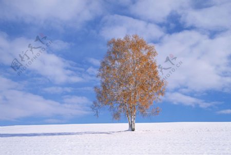 冬天树木图片