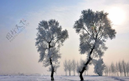 立冬树木图片