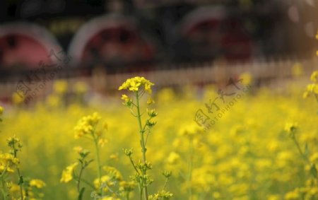 花图片