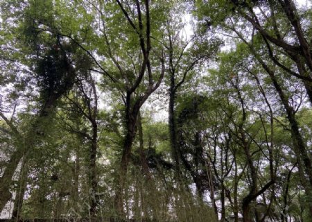 树林中的风景图片