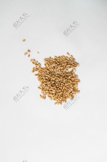 麦穗小麦图片