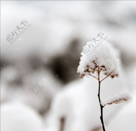 雪花冬天植物纯洁生命图片