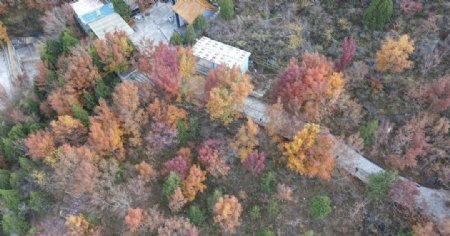 十渡野山坡的秋图片