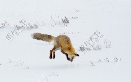雪地里的尖嘴狐狸图片