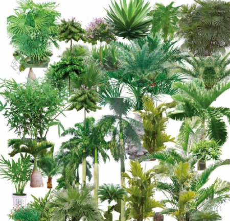 热带树图片
