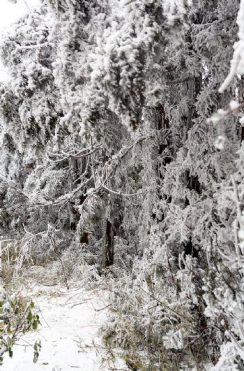 雪挂树枝图片