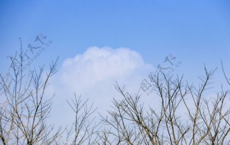 蓝天白云树枝图片