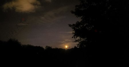 月夜树影图片