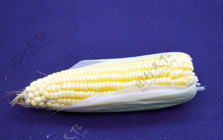 蓝底玉米摄影图图片