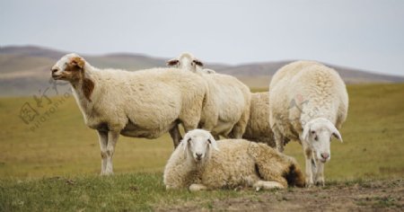 呼伦贝尔草原牧场的畜牧业发达图片