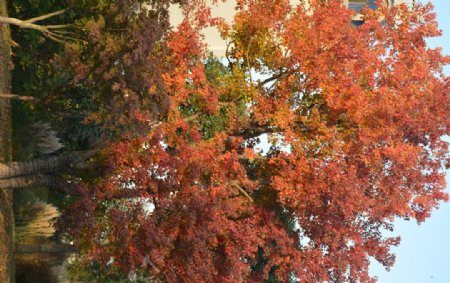 秋天红色树图片