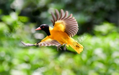 黑头黄鹂鸟图片