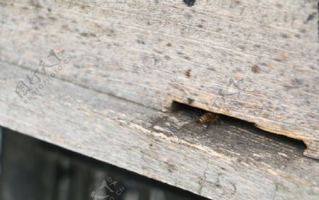 蜜蜂养蜂场图片