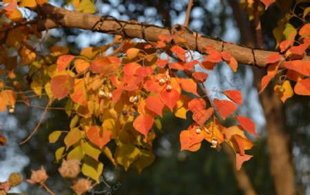 秋天的红黄树叶图片