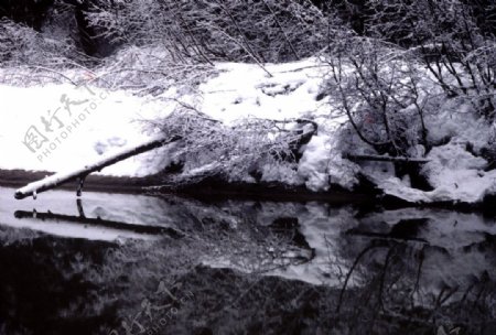 林海雪原中的溪流图片