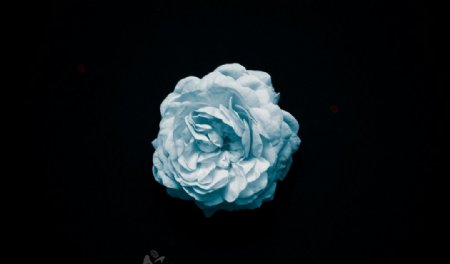 白色花朵花纹植物背景图片