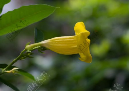 黄蝉花图片