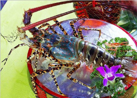海鲜澳洲大龙虾刺身图片