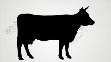 牛剪影图片