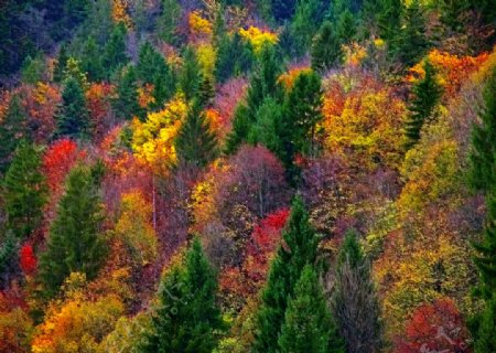 五花山林风景图片