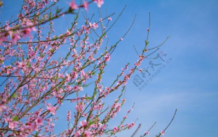 春天蓝天白云户外清新海棠花摄影图片