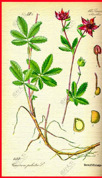 植物花叶图片