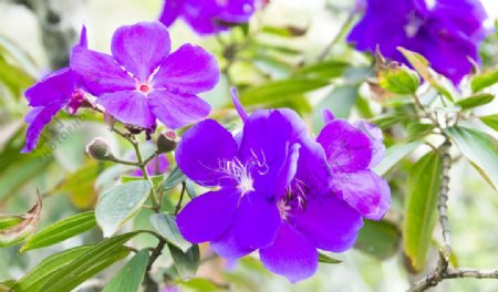 紫色野牡丹图片