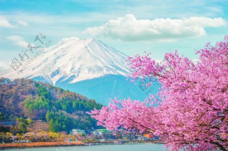 富士山下的湖水樱花装饰背景画图片