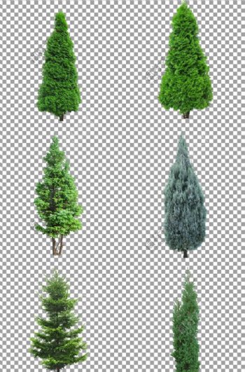 绿色树图片