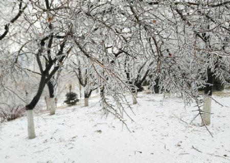冰包树冻雨冰冻树凝固图片