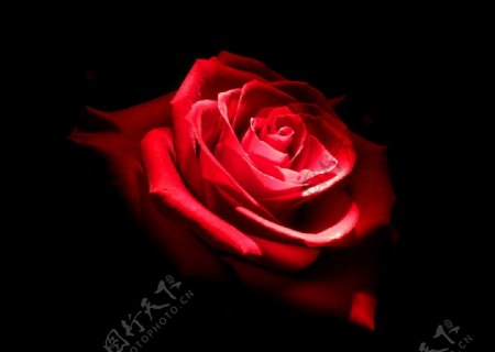 高清红色玫瑰拍摄素材图片