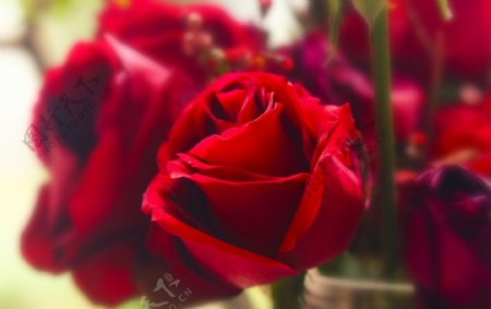 娇艳的玫瑰花图片