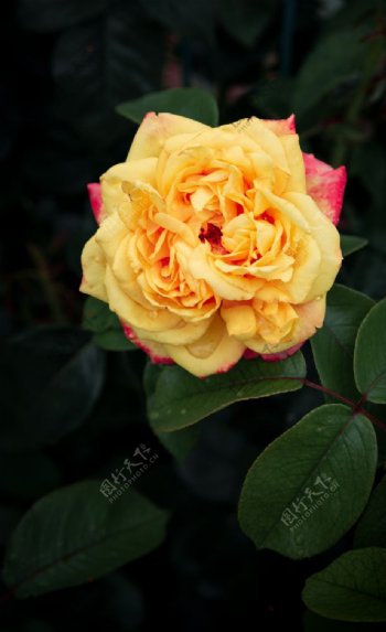 黄玫瑰高清拍摄特写图片