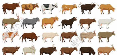 各种各样的牛插图图片