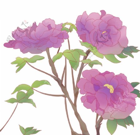 紫色牡丹插画图片